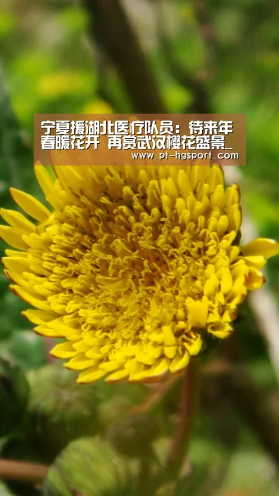 宁夏援湖北医疗队员:待来年春暖花开 再赏武汉樱花盛景_皇冠赛事(图3) 皇冠赛事